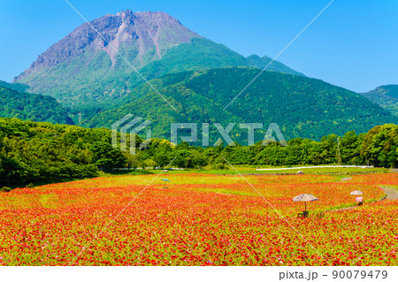 しまばら火張山花公園のポピー　平成新山　【長崎市島原市】 90079479