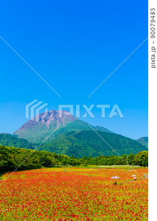 しまばら火張山花公園のポピー　平成新山　【長崎市島原市】 90079485