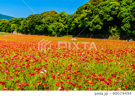 しまばら火張山花公園のポピー 【長崎市島原市】 しまばら火張山花公園のポピー 【長崎市島原市】 90079494