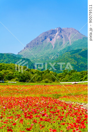 しまばら火張山花公園のポピー　平成新山　【長崎市島原市】 90079511