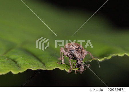 生き物 昆虫 ケブカヒメカタゾウムシ、ペンチの様な口で木の葉を齧る。梨、桃、椿等の葉を食べるそうです 生き物 昆虫 ケブカヒメカタゾウムシ、ペンチの様な口で木の葉を齧る。梨、桃、椿等の葉を食べるそうです 90079674