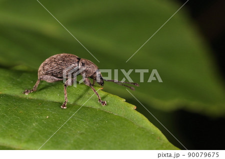 生き物　昆虫　ケブカヒメカタゾウムシ、ガッシリぶ厚い体。後翅が退化して飛べないらしい・・・ 90079675