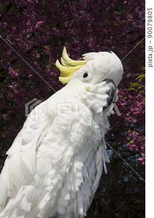 キバタン　オウム　インコ 90079805