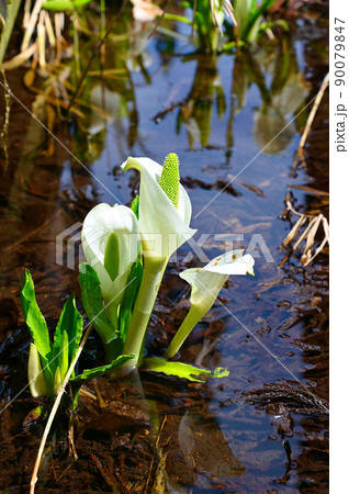水芭蕉 東山いこいの森 勝山市 水芭蕉 東山いこいの森 勝山市 90079847