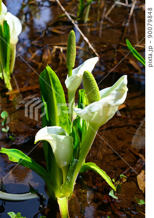 水芭蕉 東山いこいの森 勝山市 水芭蕉 東山いこいの森 勝山市 90079848
