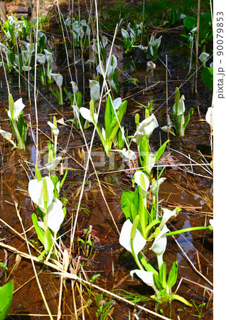 水芭蕉　奥越高原県立自然公園　勝山市 90079853