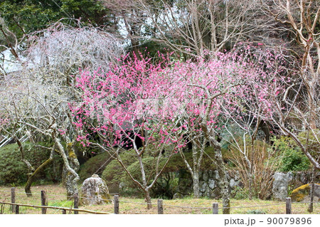 ピンクの梅の花　しだれ梅 90079896