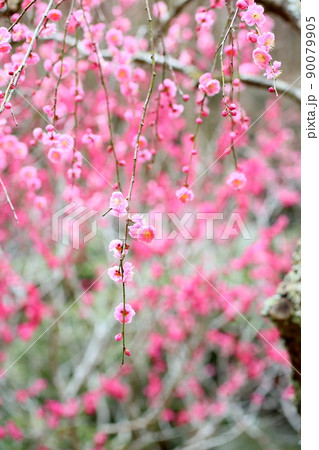 ライトピンクの梅の花　しだれ梅 90079905