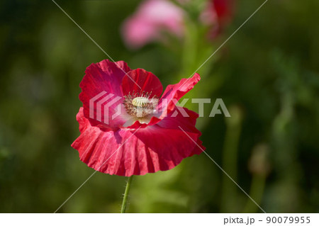 赤いポピーの花びらのクローズアップ 赤いポピーの花びらのクローズアップ 90079955