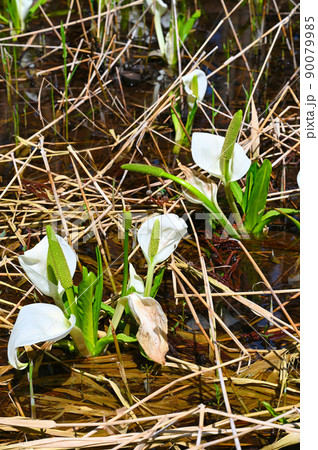 ミズバショウ 東山いこいの森 勝山市 ミズバショウ 東山いこいの森 勝山市 90079985