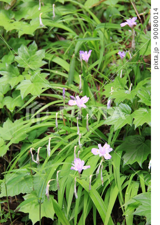 初夏の花/薄紫色の花を咲かせる「ヒメシャガ」 初夏の花/薄紫色の花を咲かせる「ヒメシャガ」 90080014