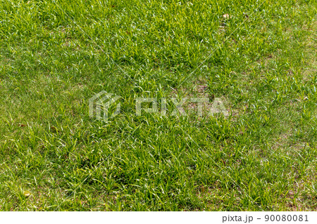 地面を覆う緑の草 地面を覆う緑の草 90080081
