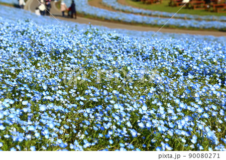 国営ひたち海浜公園のネモフィラ 90080271
