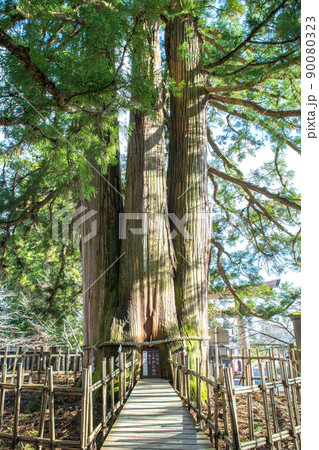 戸隠神社 三本杉の一本 中社鳥居後方の位置 春の季節 戸隠神社 三本杉の一本 中社鳥居後方の位置 春の季節 90080323