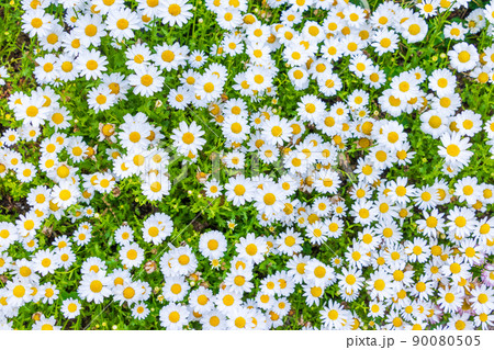 密集して咲くカンシロギクの白い花 90080505