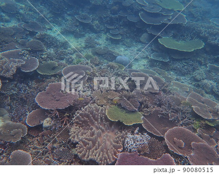 サンゴ礁の水中写真 90080515