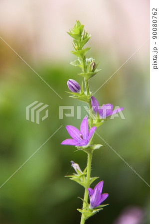 キキョウソウ 90080762