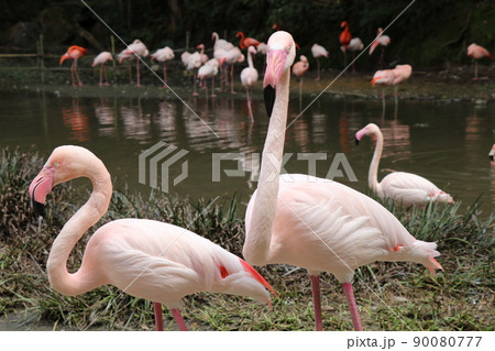 フラミンゴ ヨーロッパフラミンゴ フラミンゴ ヨーロッパフラミンゴ 90080777
