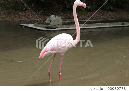 フラミンゴ ヨーロッパフラミンゴ フラミンゴ ヨーロッパフラミンゴ 90080778