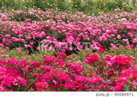 ピンクの薔薇(ピンクダブルノックアウト) Pink Double Knock Out ピンクの薔薇(ピンクダブルノックアウト) Pink Double Knock Out 90080971