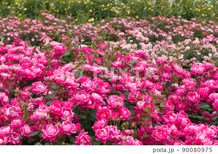 満開の薔薇（ピンクダブルノックアウト） Pink Double Knock Out 90080975