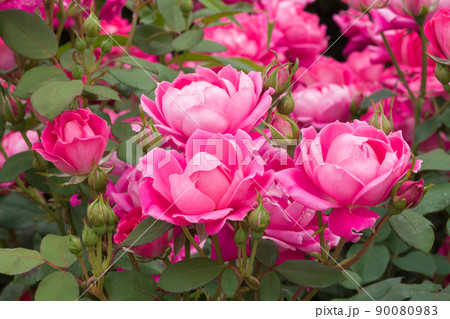 ピンクの薔薇(ピンクダブルノックアウト) Pink Double Knock Out ピンクの薔薇(ピンクダブルノックアウト) Pink Double Knock Out 90080983