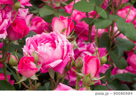 ピンクの薔薇(ピンクダブルノックアウト) Pink Double Knock Out ピンクの薔薇(ピンクダブルノックアウト) Pink Double Knock Out 90080984