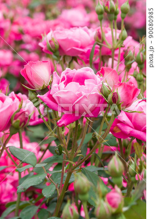 ピンクの薔薇(ピンクダブルノックアウト) Pink Double Knock Out ピンクの薔薇(ピンクダブルノックアウト) Pink Double Knock Out 90080985