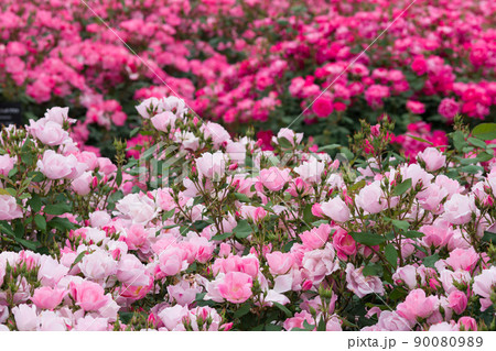 薔薇(ブラッシング ノックアウト)Blushing Knock Out 薔薇(ブラッシング ノックアウト)Blushing Knock Out 90080989