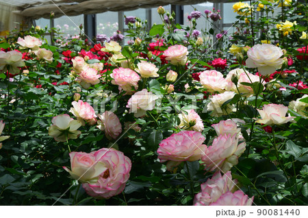 春のバラ：ジュビレ・デュ・プランス・ドゥ・モナコ 90081440