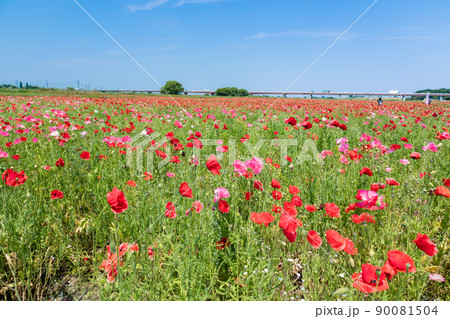 ポピー畑と御成橋 90081504