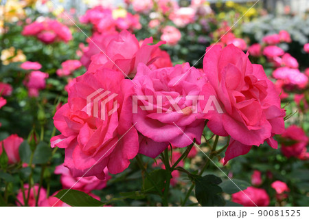 春のバラ：ときめき 90081525