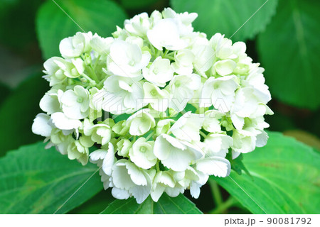 紫陽花 90081792