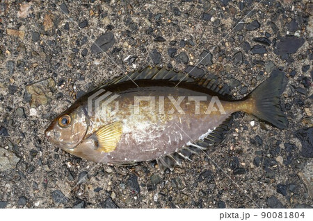 アイゴが釣れたあわわ アイゴが釣れたあわわ 90081804