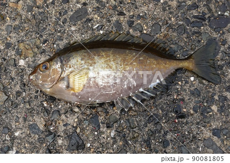 バリが釣れた バリが釣れた 90081805