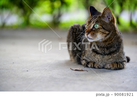 日陰で休むキジトラ猫 日陰で休むキジトラ猫 90081921
