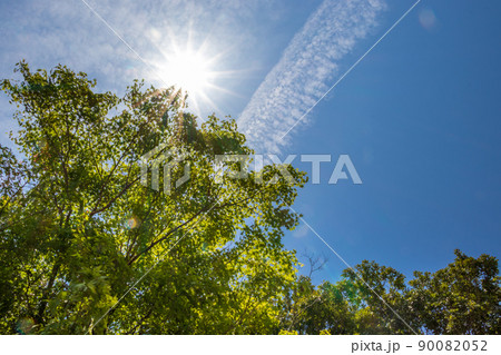 緑の樹木とまぶしい太陽 90082052