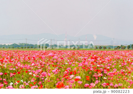 ポピーの花園 ポピーの花園 90082223