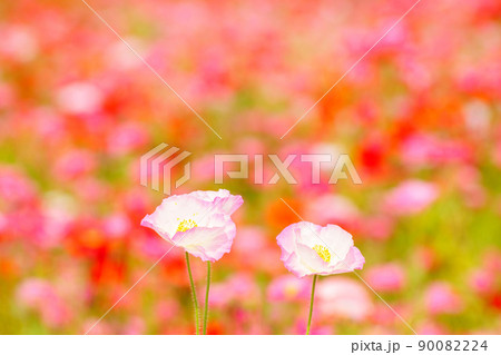 ポピーの花園 90082224