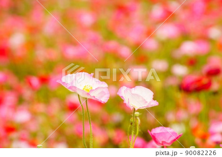 ポピーの花園 90082226