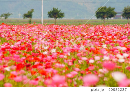 ポピーの花園 ポピーの花園 90082227