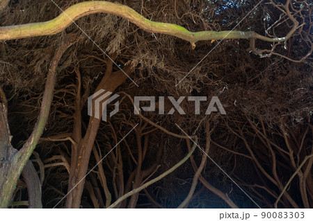 Tunnel of cedars at Mateus Palace in Vila Real 90083303