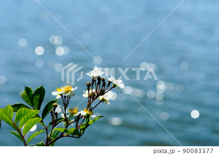信濃川・やすらぎ堤の野薔薇の花 90083377