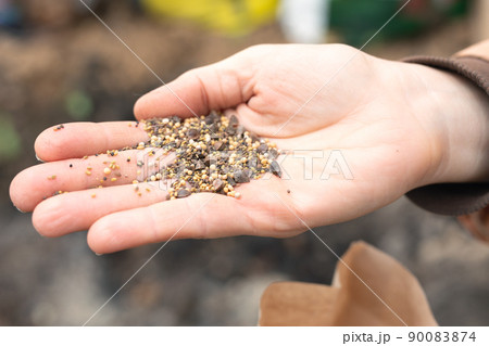 Person with hand full of grass seed sowing. Person with hand full of grass seed sowing. 90083874