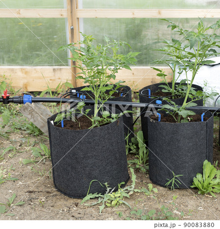 greenhouse with tomato plants and drip irrigation greenhouse with tomato plants and drip irrigation 90083880