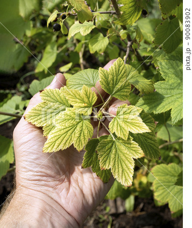 Sick yellow leaves in hand as sing of infectious chlorosis, nutrient deficiency. Sick yellow leaves in hand as sing of infectious chlorosis, nutrient deficiency. 90083902