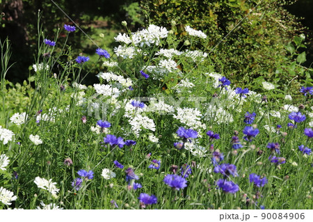 春の日本の庭に咲くオルレア・ホワイトレースの白い花とヤグルマギクの青い花 90084906