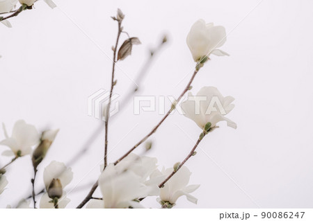 白 白色 ホワイト 90086247