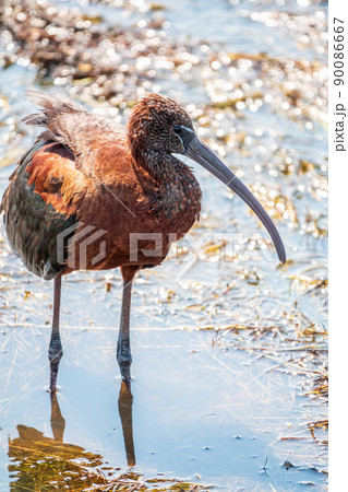 The glossy ibis, latin name Plegadis falcinellus, searching for food in the shallow lagoon. 90086667