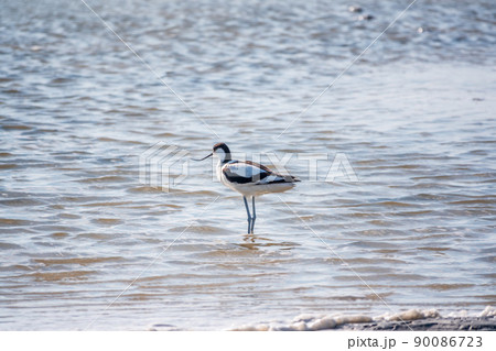 Water bird pied avocet, Recurvirostra avosetta, feeding in the lake. The pied avocet is a large black and white wader with long, upturned beak Water bird pied avocet, Recurvirostra avosetta, feeding in the lake. The pied avocet is a large black and white wader with long, upturned beak 90086723